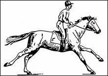 Comment traduit-on 'medium trot' en franais ?