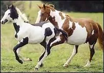 Comment traduit-on 'stride' en franais ?