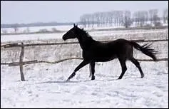 Comment traduit-on 'canter right' en franais ?