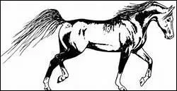 Comment traduit-on 'false canter' en franais ?