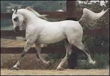 Comment traduit-on 'canter left' en franais ?