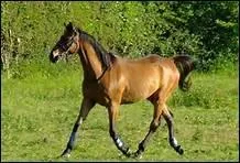 Comment traduit-on 'walk' en franais ?