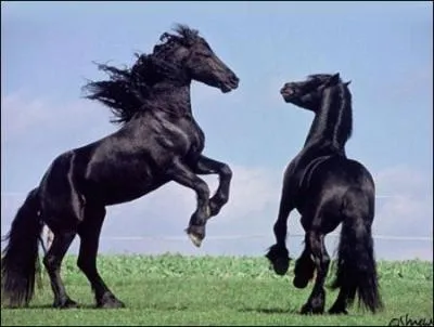 De quelle race sont ces chevaux ?