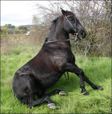 Que fait ce cheval ?