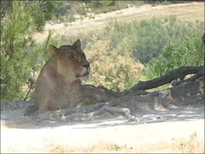 Quel est cet animal?