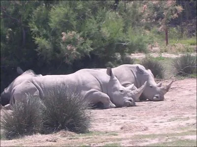 Quel est cet animal?