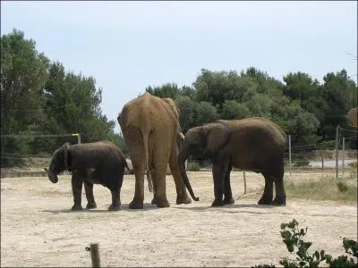 Quel est cet animal?