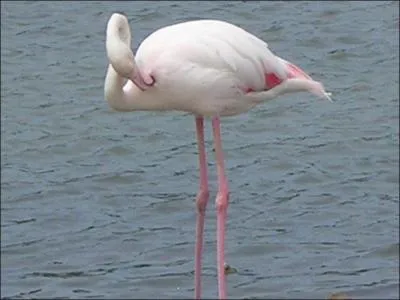 Quel est cet animal?