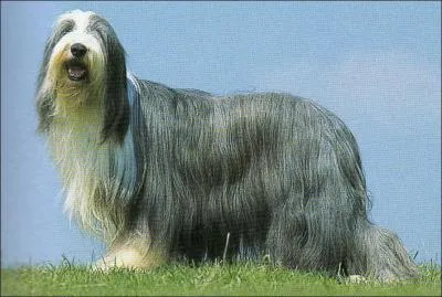 Ce chien est un colley...