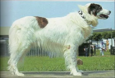 Ce chien est un berger...