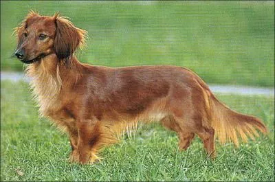 Ce chien est un teckel  poils...