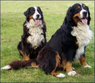 Imaginez, vous entrez dans une animalerie pour acheter un chien. Vous demandez  la vendeuse la race du petit chien (tellement petit) dans la cage. Elle vous rpond : 'C'est un ... '