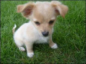 Bon, revenons au srieux. Quelle race celui-l ?