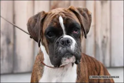 Trouverez-vous celle de ce toutou ?