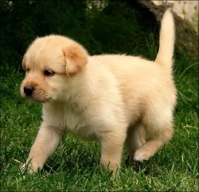 Quelle est la race de ce chien ?