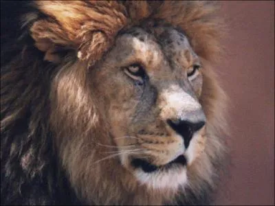 Quel est cet animal ?