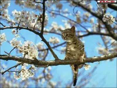 Pourquoi les chats montent-ils aux arbres ?