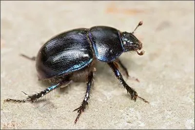 Quel est cet insecte ?