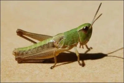 Quel est cet insecte ?