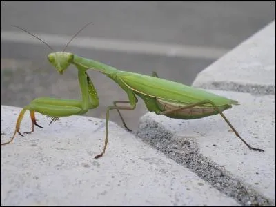 Quel est cet insecte ?