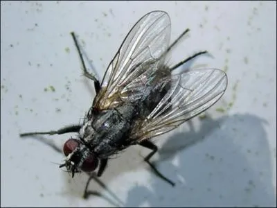 Quel est cet insecte ?