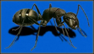 Quel est cet insecte ?