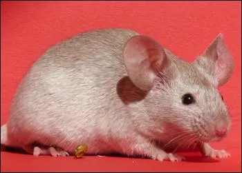 Une souris qui a le ventre entirement beige clair est ... ?