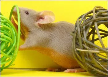 En moyenne la gestation dure...