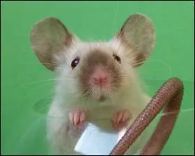 Les 'larmes de sang ou rouge' sont des  la...