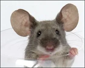 Si j'accouple deux souris : une tante avec son neveu... je fais de ... ?