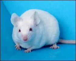 Aliment interdit  la souris...