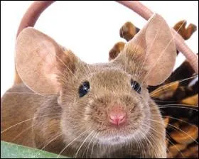 A quel ge faut-il sparer les souriceaux mles des femelles ?