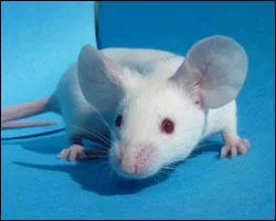 Quelle est la substance toxique que l'on retrouve dans les copeaux de bois ?