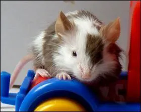 Combien de dents possde la souris ?