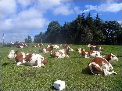 'Chacun son mtier et les vaches seront bien gardes' signifie :