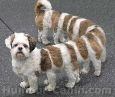 Ce chien ressemble ...