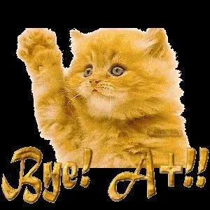 Que dit ce chat sur msn ?