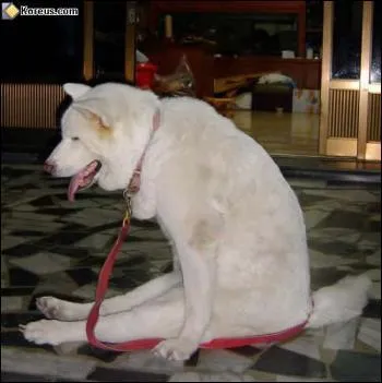 Ce chien est assis comme...