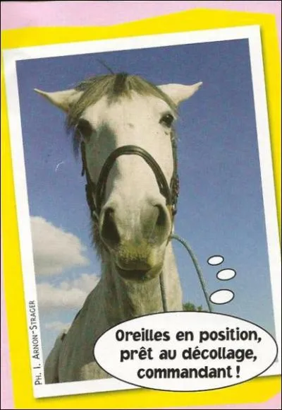 Que reprsentent les oreilles du cheval ?
