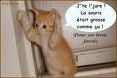 Quiz Animaux
