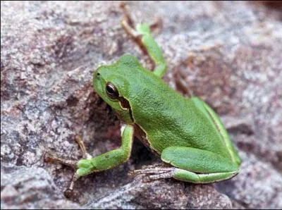 Pouvez-vous identifier cet amphibien et le nommer ?