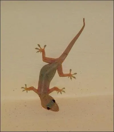 Quel est ce reptile qui aime se cantonner aux zones littorales et changer de couleur ?