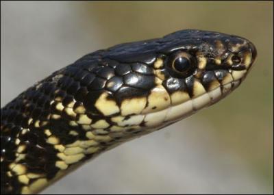 Combien y a-t-il d'espces de serpent en Corse ?