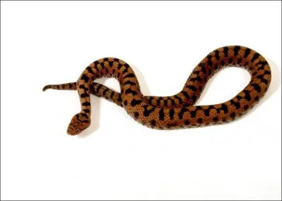 Les vipres sont-elles prsentes en Corse ?