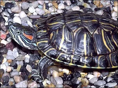 Connaissez-vous la tortue qui est une espce exogne ? (c'est  dire qui n'est pas dans son milieu d'origine)