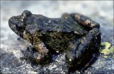 Combien y a-t-il d'espces d'amphibiens en Corse ?