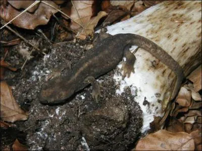 Combien y a-t-il d'amphibiens endmiques de l'le ?