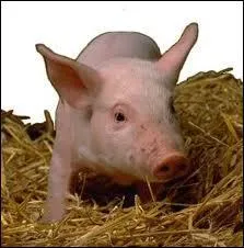 Quel est cet animal ?