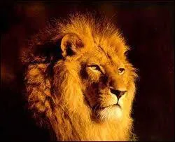 Quel est cet animal ?