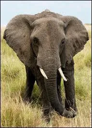 Quel est cet animal ?